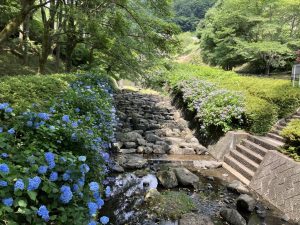 雀川ダムのあじさい